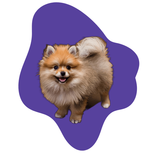 pomeranec_blob pomeranec_blob